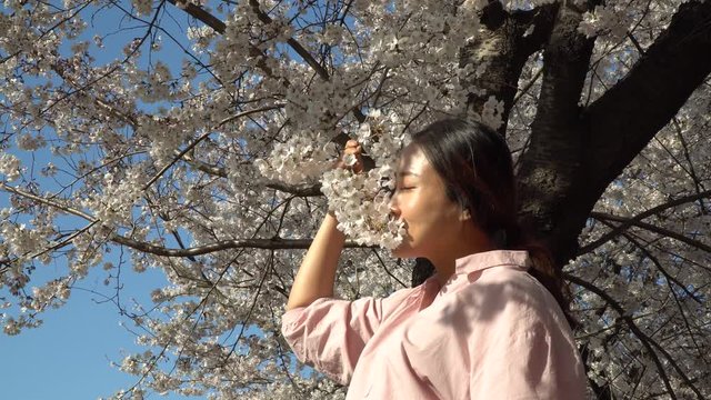 Korean woman smells cherry blossom and smile close-up