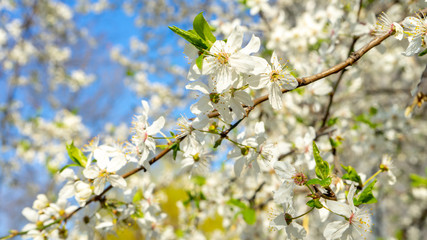 
Close-up of a white cherry blossom blooming in spring in the garden against the blue sky. Flowering trees in spring in Warsaw.
