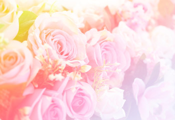 Blurred of Rose flowers blooming. in the pastel color style for background.