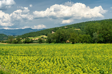 Fototapeta na wymiar Summer landscape near Lippiano, Umbria, Italy