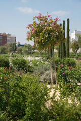 Fototapeta na wymiar Parque Central de Valencia - Central Park of Valencia
