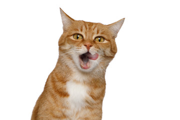 Portrait of Licking Ginger Cat, Looking in camera on Isolated white background, front view