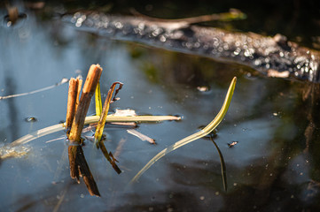 Austreibende Wasserpflanze spiegelt sich in Teich
