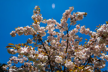 Parc Vallee aux Loups