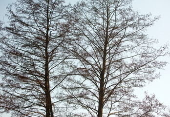 Fototapeta premium The branches of the trees against the sky in spring