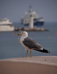Seagull closeup with blurred boats and sea background