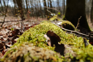 Obraz premium Grüner Wald im Frühling Natur 
