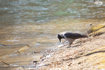 The crow standing near the water of the river