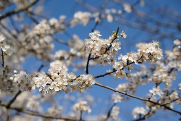 Flowering fruit tree in spring. White small flowers of Mirabelle plum, also known as mirabelle prune or cherry plum (Prunus domestica subsp. syriaca).