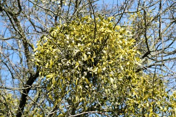 A sick withered tree attacked by mistletoe (viscum). They are woody, obligate hemiparasitic shrubs