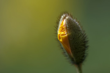 Allphotokz Poppy 20070625 2819 20D S