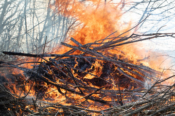 Fire on the outskirts of the forest. High flames.
