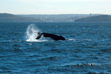 Sydney Australia, humpback whale near entrance to Sydney harbour