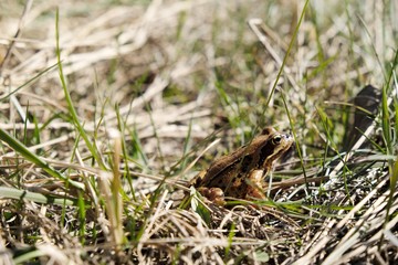 Little brown frog in grass.