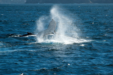 Sydney Australia,  humpback whale travelling north on annual migration