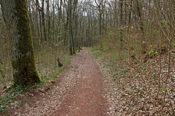 Fototapeta na wymiar Waldweg im Frühling