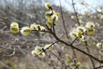 Flowering catkins of Salix caprea (goat willow, also known as the pussy willow or great sallow)