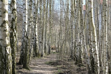 Birch alley in early spring on a sunny day.