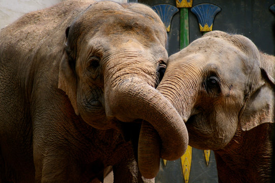 Elephants hugging
