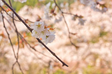 桜