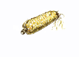Stock illustration. Vegetable. Ear corn drawn in watercolor isolated on a white background
