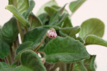 violet blooms in the window during the day