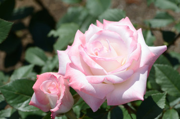 ピンクのばら