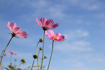 the lovely vivid pink cosmos flowers  in the sun