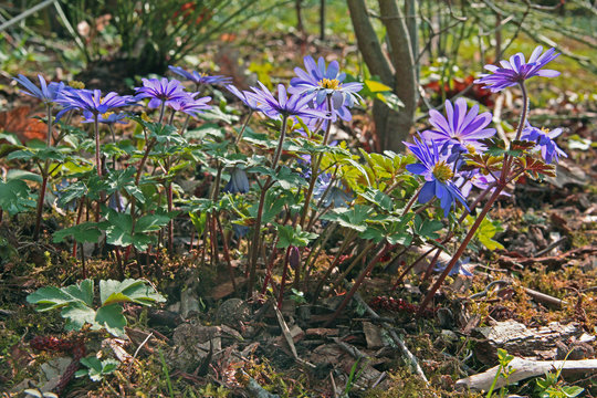 Anemonen im Fr&uuml;hling