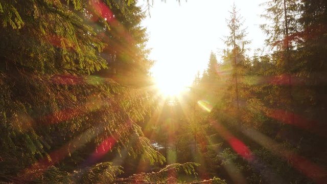 Sun beams pouring through trees in a pine forest

