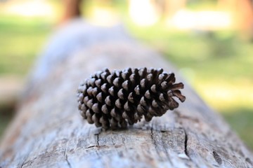 pine cone on the ground
