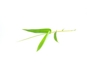 bamboo leaves on isolated, green leaf and dried leaf on isolate.