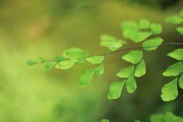 Fototapeta na wymiar green leaves of fern background