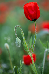 Obraz premium Allphotokz Poppy 20130613 1702 5DM3 S