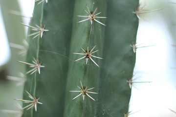 thorny cactus close up