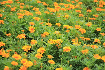 the vivid orange marigold flowers field
