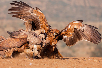 The Eagle Fight - 336687754