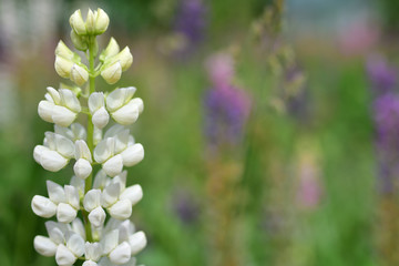 Delicate white lupine against the background of a summer meadow