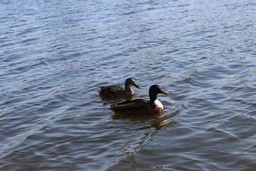 Wild ducks swim in the lake in early spring