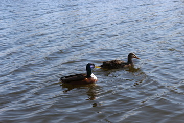 Wild ducks swim in the lake in early spring