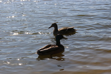 Wild ducks swim in the lake in early spring