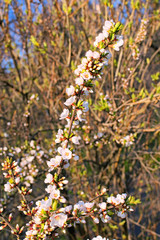 Astonishing white blossom flowers on tree branch in sunny spring morning. Blurred tree branches against blue sky in the background. Scenic spring sunny morning. Kyiv, Ukraine
