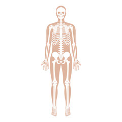 Human man skeleton anatomy