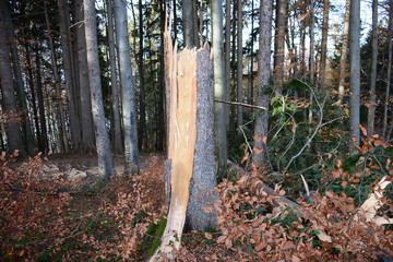 Umgeknickte Bäume und Sturmschäden in einem Wald auf dem Grünberg (Gmunden, Salzkammergut,...