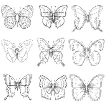 vector, isolated, set of sketches with butterfly lines, collection