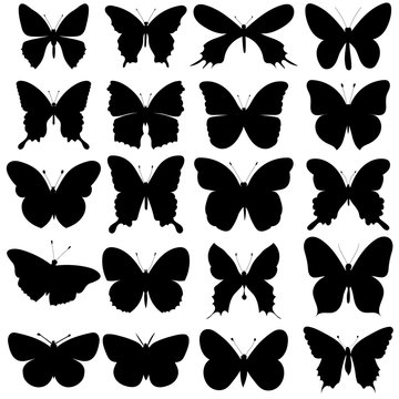 vector, isolated, butterfly silhouettes set, collection