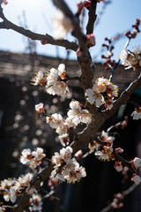 Flowering trees with white flowers