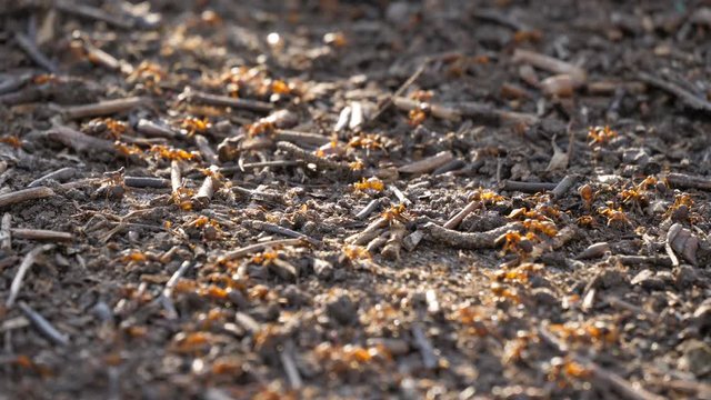 Ants nest anthill red wood spring close up wild insect nature