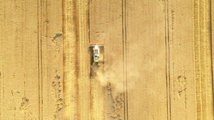 Harvester on the field, harvesting wheat. Drone view.