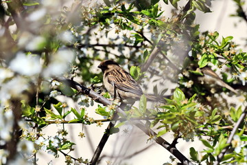 Sparrows and birds in a spring garden among flowering fruit trees. Odessa, Ukraine.